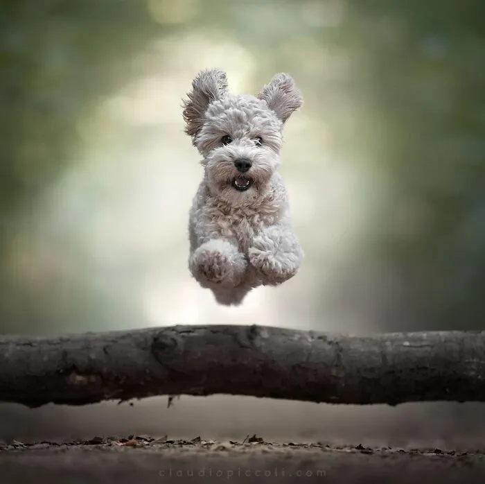 50 Dogs Captured In Peak Motion By Claudio Piccoli