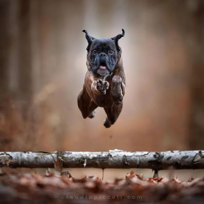 50 Dogs Captured In Peak Motion By Claudio Piccoli