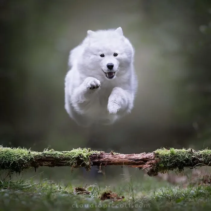 50 Dogs Captured In Peak Motion By Claudio Piccoli