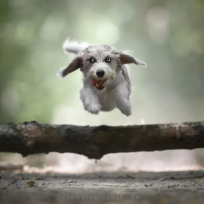 50 Dogs Captured In Peak Motion By Claudio Piccoli
