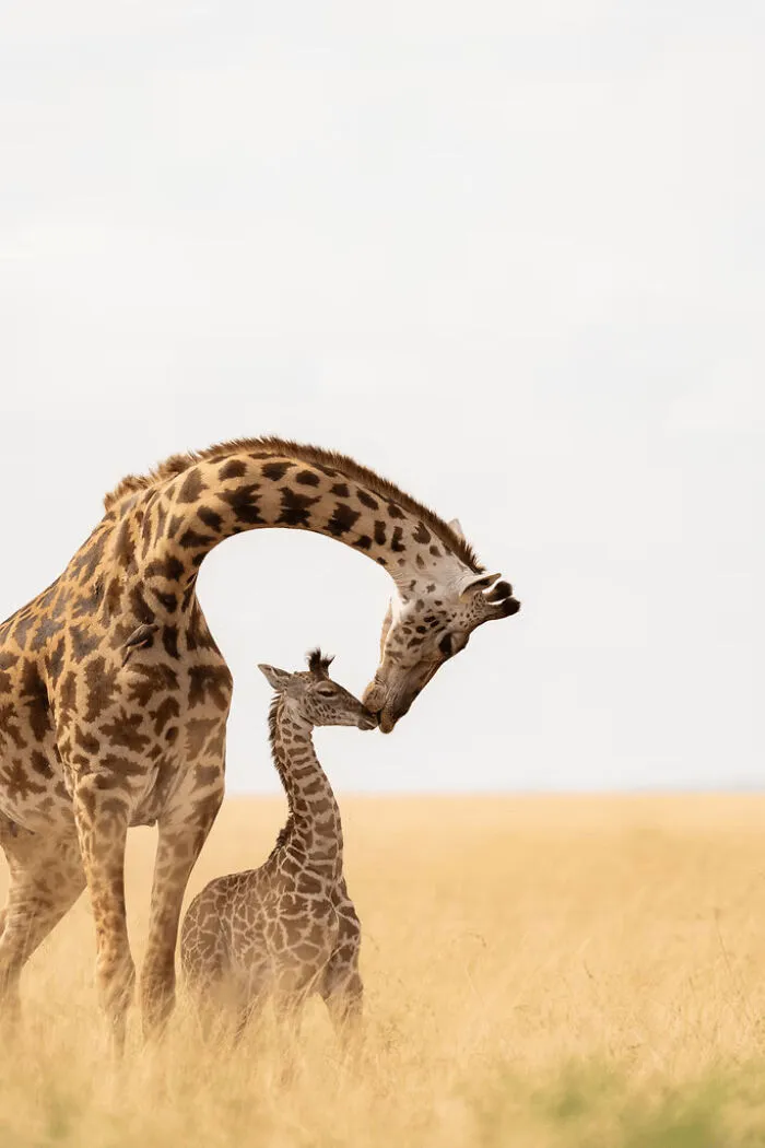 Honorable Mention: "A Mother's Love" By Miguel Bellido Lopez, Spain