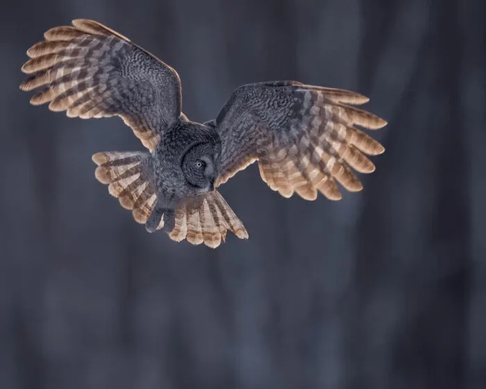 Honorable Mention: "Sunrise Hunter" By Charles Janson, USA