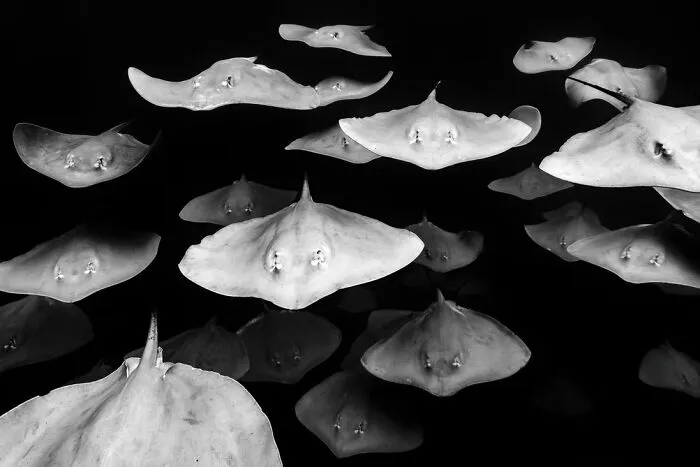Honorable Mention: "The Fever" By Kaushiik Subramaniam, United Kingdom
