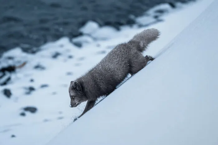Honorable Mention: "Slippery Descent" By Nikita Chicherin, Germany
