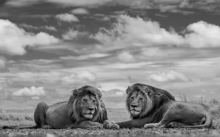 Honorable Mention: "Windy Brothers" By Charles Janson, USA
