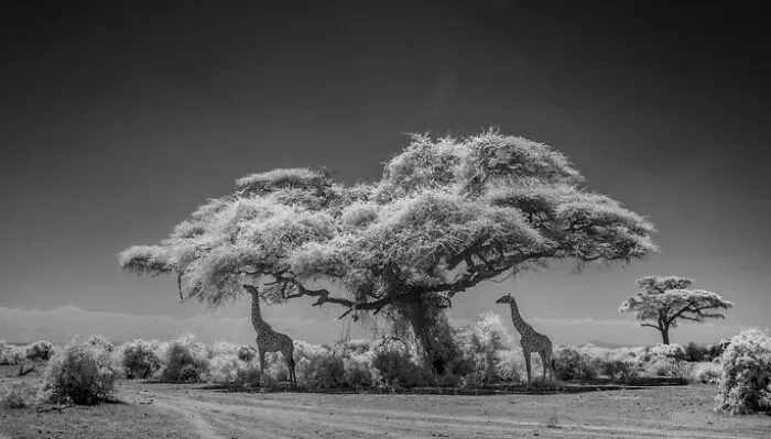 Honorable Mention: "Giraffes Under Acacia" By Paolo Ameli, Italy