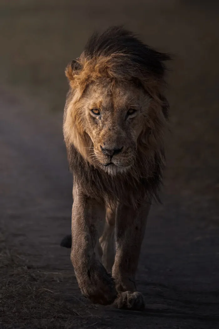 Honorable Mention: "Away From The Pride" By Jayakumar Mn, United Arab Emirates