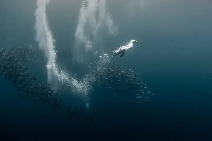 Honorable Mention: "The Dive" By Fabi Fregonesi, Brazil