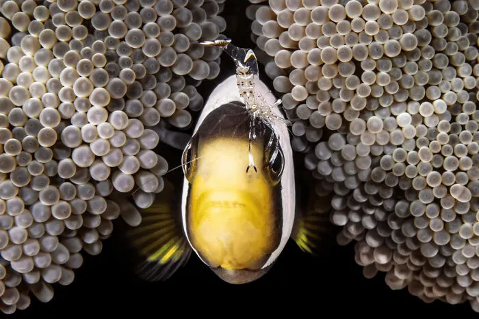 Honorable Mention: "The Pinch" By Fabi Fregonesi, Brazil