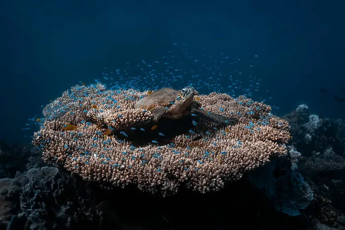 1st Place: "The Turtle Throne" By Louis Richter, Australia