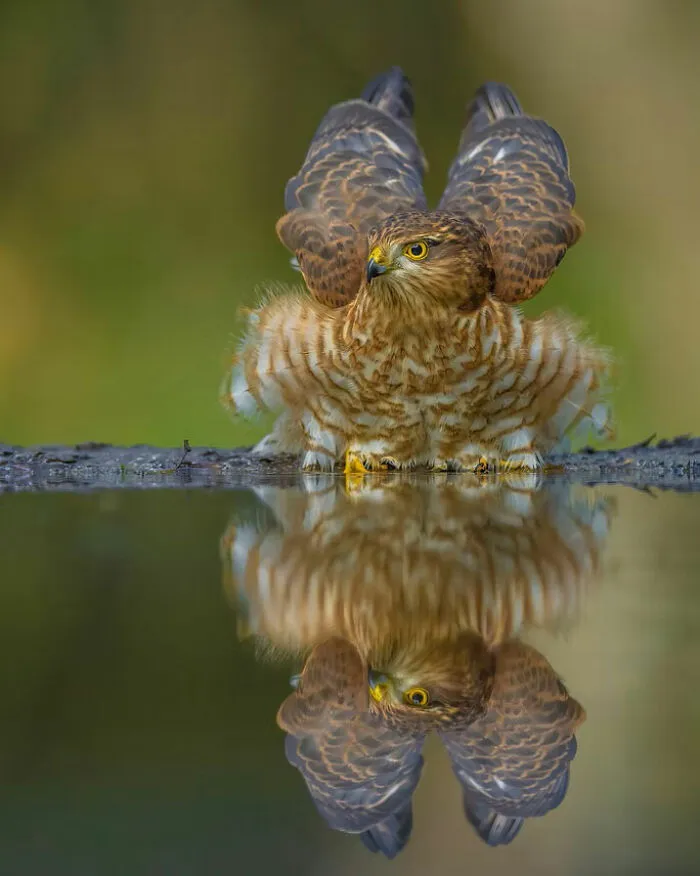 Honorable Mention: "In The Liquid Mirror" By Richard Verroen, The Netherlands