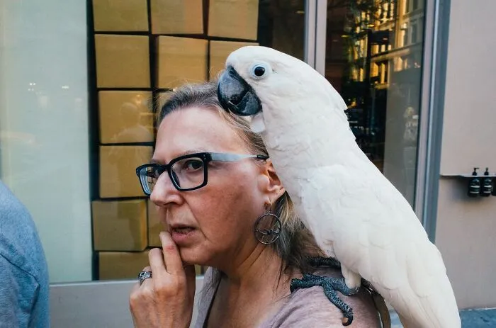 Woman with glasses on a NYC street with a large white parrot on her shoulder in a powerful street moment.
