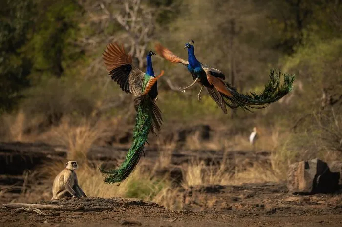 Peacock Male Fight