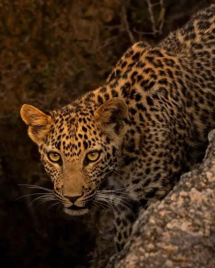 Leopard