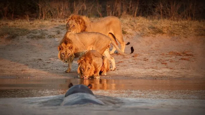 African Lions