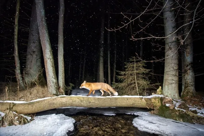 Common Fox