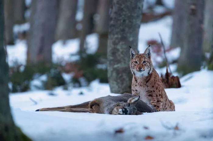 Eurasian Lynx