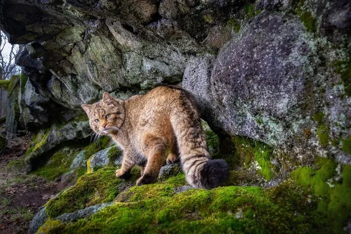 Wildcat