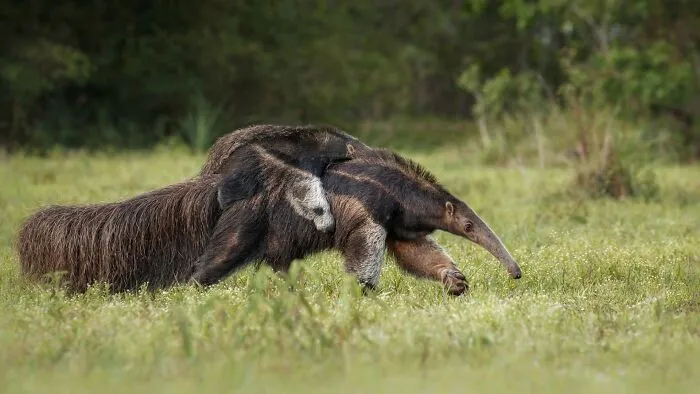 Giant Anteater