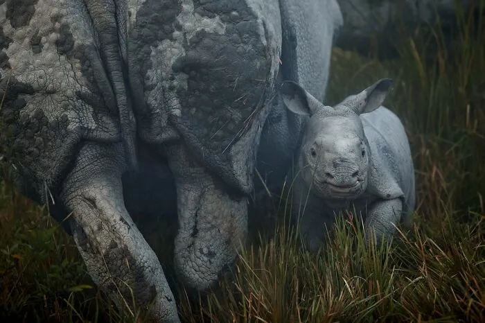 Indian Rhinoceros Mother And Calf