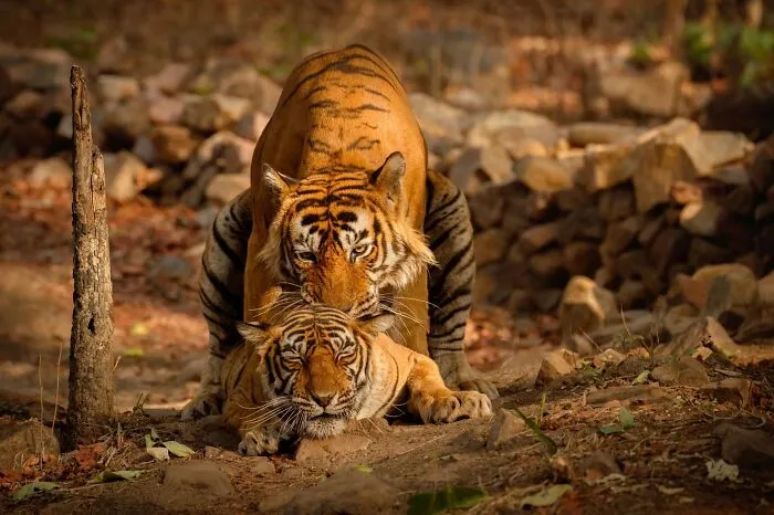 Mating Tigers