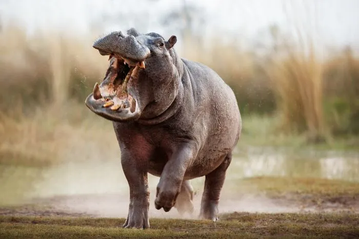 Angry Hippo