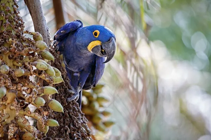 Hyacinth Macaw