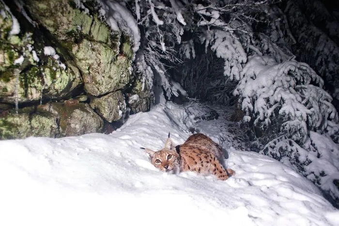 Eurasian Lynx