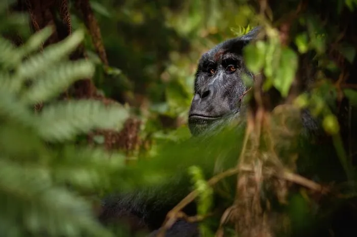Mountain Gorilla