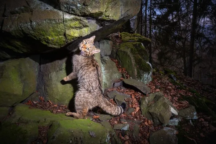 Wildcat From Doupov Mountains