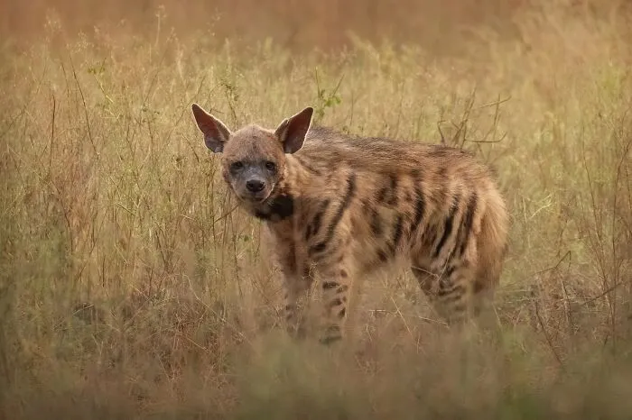 Striped Hyena