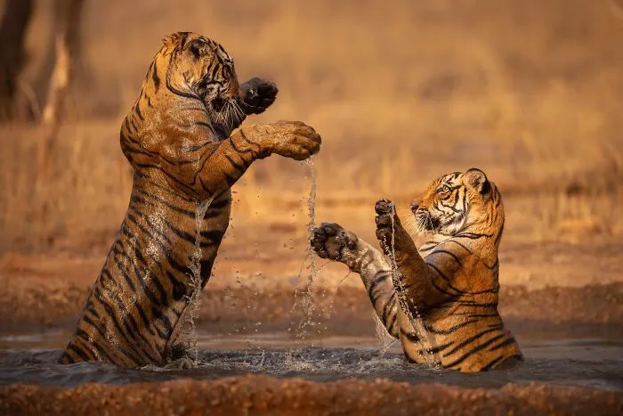 Tigers