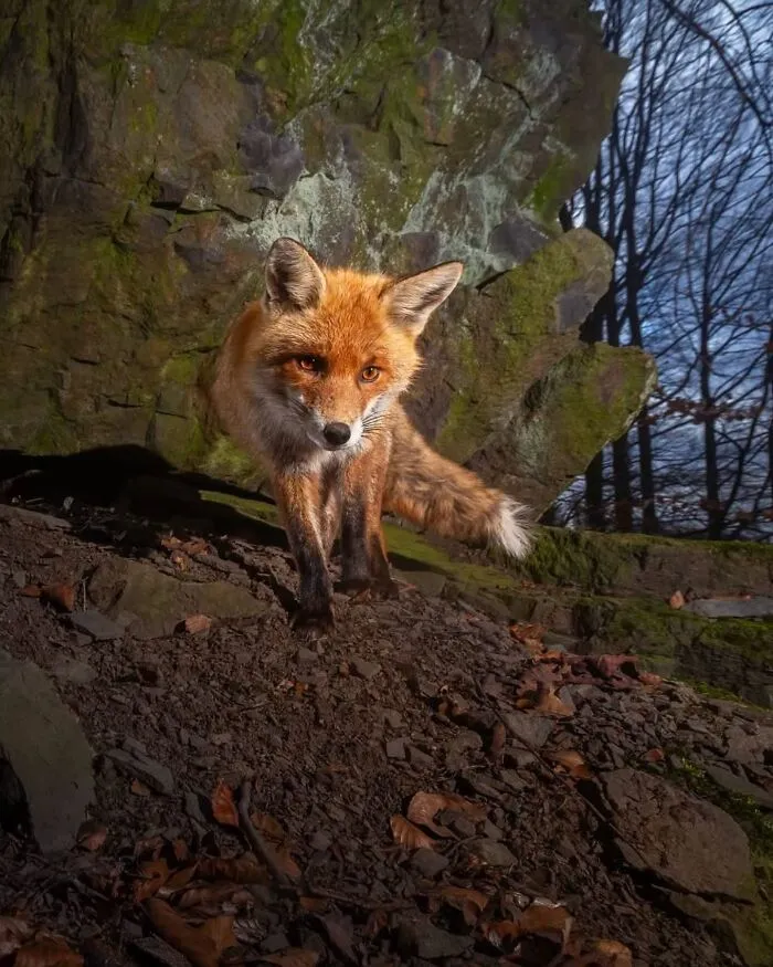 Common Fox