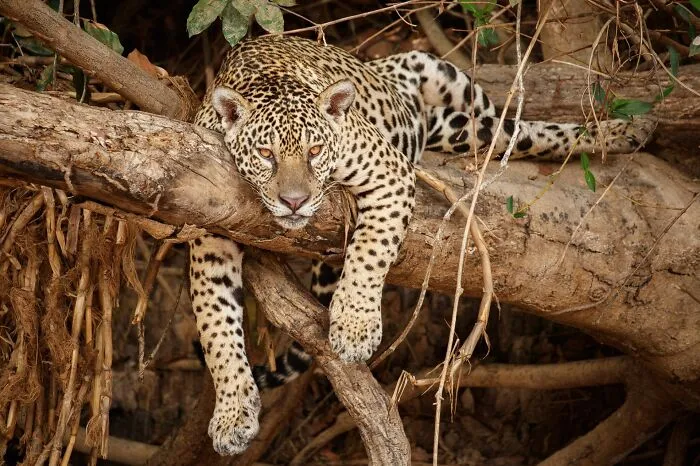 American Jaguar