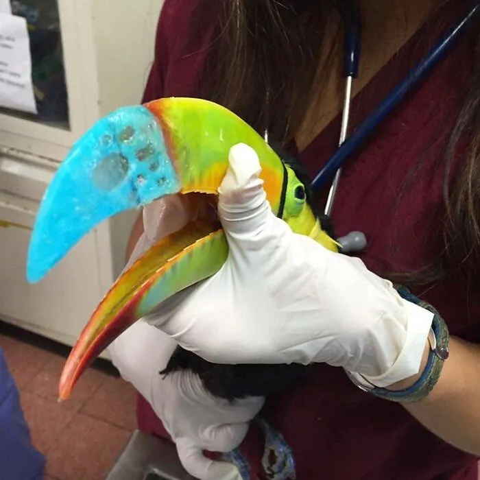 Make Prosthetics For Beaks And Limbs