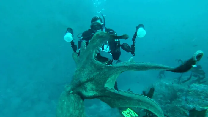 Fotógrafo de la naturaleza siendo sorprendido por un pulpo mientras bucea y trata de capturar imágenes submarinas.