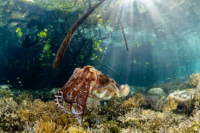 Underwater, Highly Commended: Cuttlefish In The Mangroves By Alex Lindbloom