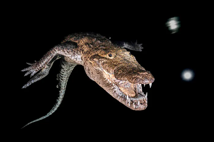 Underwater, Highly Commended: Guardian Of The Underworld By Rodolphe Guignard