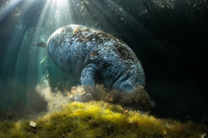 Underwater, Highly Commended: Sunset Snack By Valentina Cucchiara