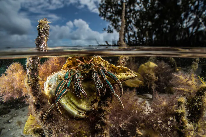 Underwater,  Winner: Low Tide On Hermit Crab Island By Alex Pike