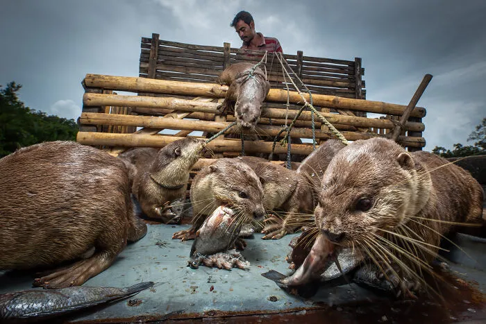 People  Livelihoods, Winner: Bhoben Biseash And His Otters By Freddie Claire