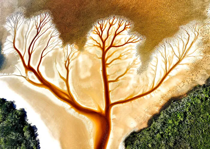 From The Air, Runner-Up: Dendritic By Stuart Chape