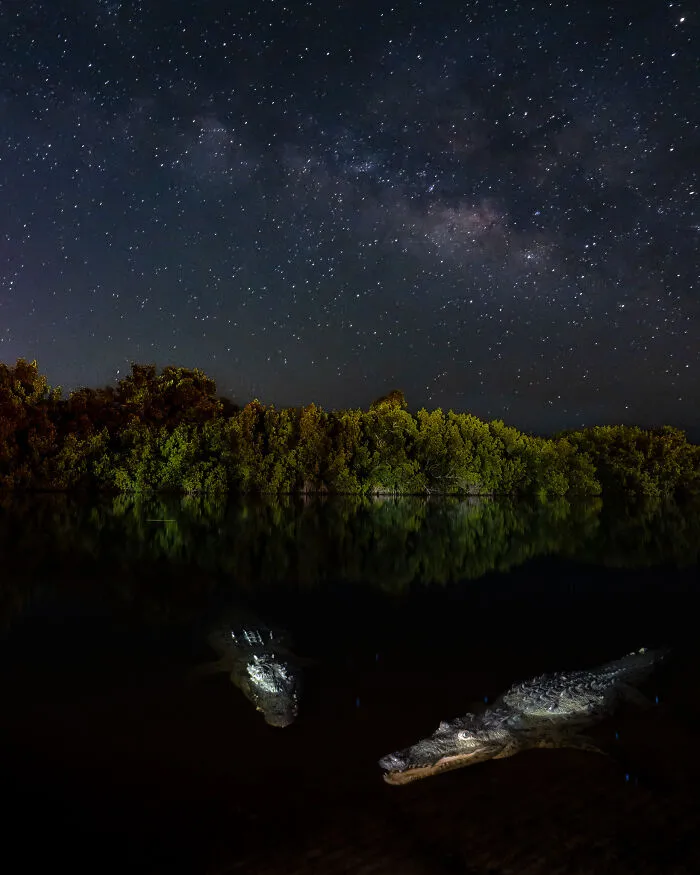 Wildlife, Other Species, Highly Commended: Crocodile Galaxy By Nicholas Hess