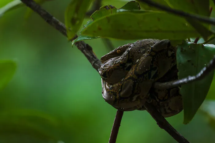 Wildlife, Other Species, Highly Commended: Until The Night Falls By Mark Whiten
