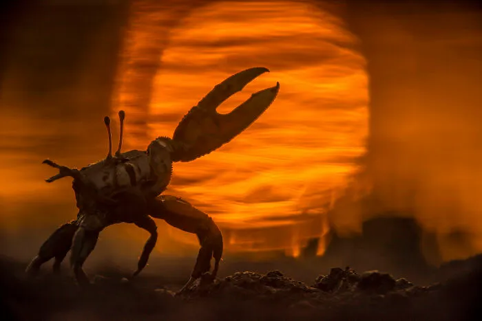 Wildlife, Other Species, Runner-Up: Claws Of Power By Javier Aznar González De Rueda