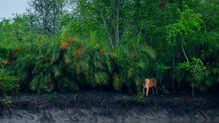 Wildlife, Mammals, Highly Commended: Flower Of Mangrove By Kaushik Ghosh