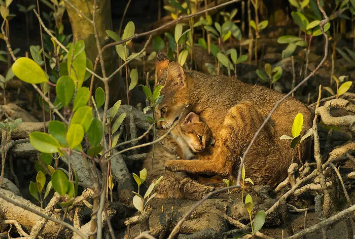 Wildlife, Mammals, Highly Commended: Mother's Protection By Satyaki Naha