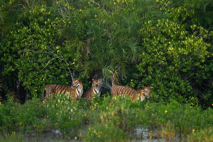 Wildlife, Mammals, Runner-Up: Scent Marking Went Wrong By Trikansh Sharma