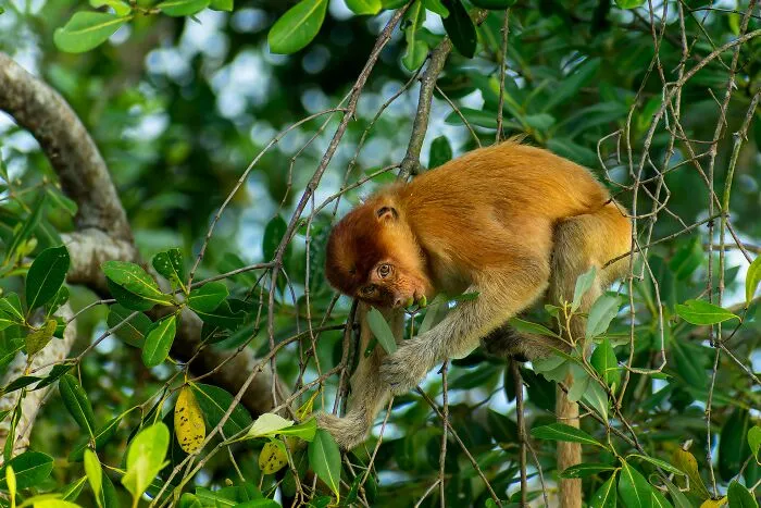 Wildlife, Mammals, Winner: A Snack In The Mangrove Forest  By Satwika Satria