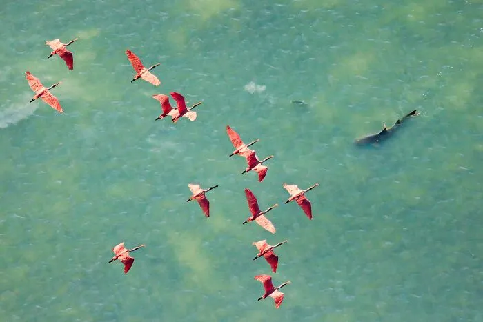 Overall Winner: Birds’ Eye View Of The Hunt  By Mark Ian Cook